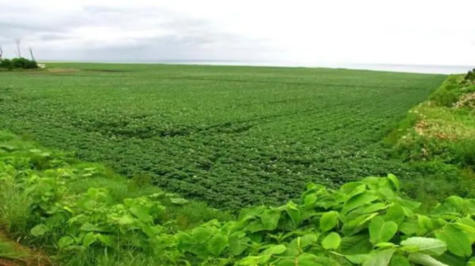 مشروع زراعي في السودان يخسر 6 مليارات دولار بسبب الحرب