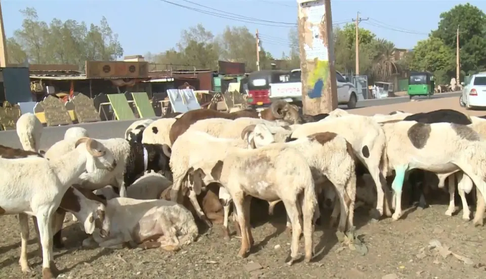 الأضاحي تشتعل في السودان.. سعر الخروف يتجاوز راتب موظف