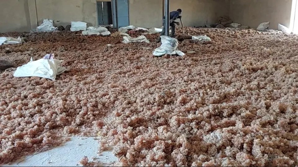 الصمغ العربي في السودان.. ثروة وطنية تأثرت بنيران الحرب