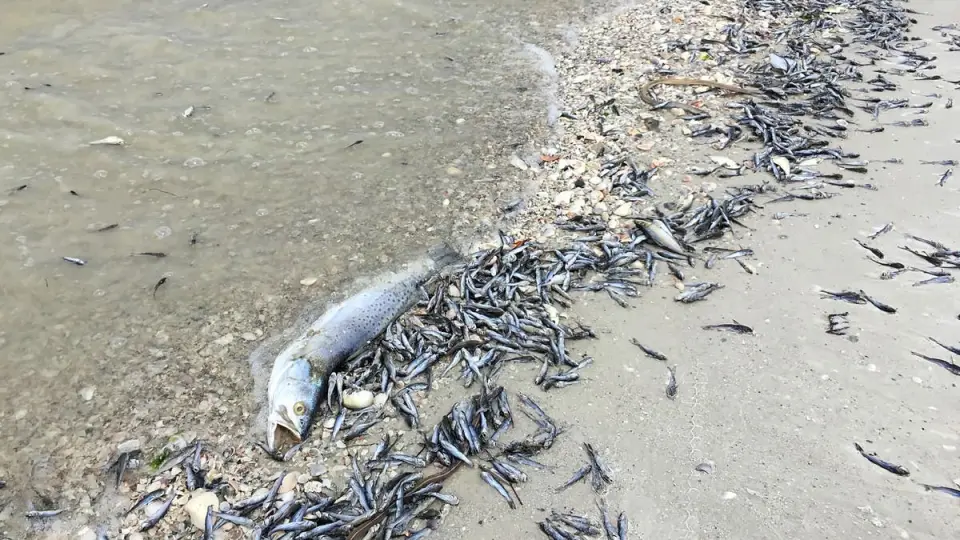 نفوق الأسماك في بحيرة النوبة بالسودان وشكوك حول التعدين الأهلي