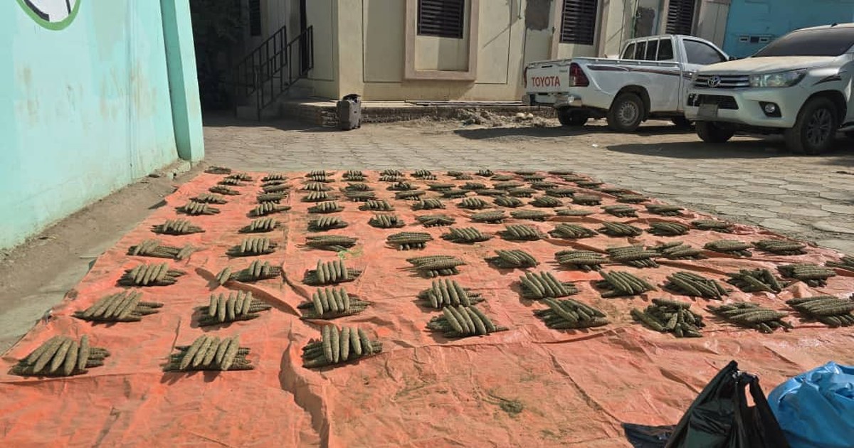 قوات الجمارك تُحبط محاولة تهريب (1000) قندول حشيش بضواحي المناقل وتضبط متهمين