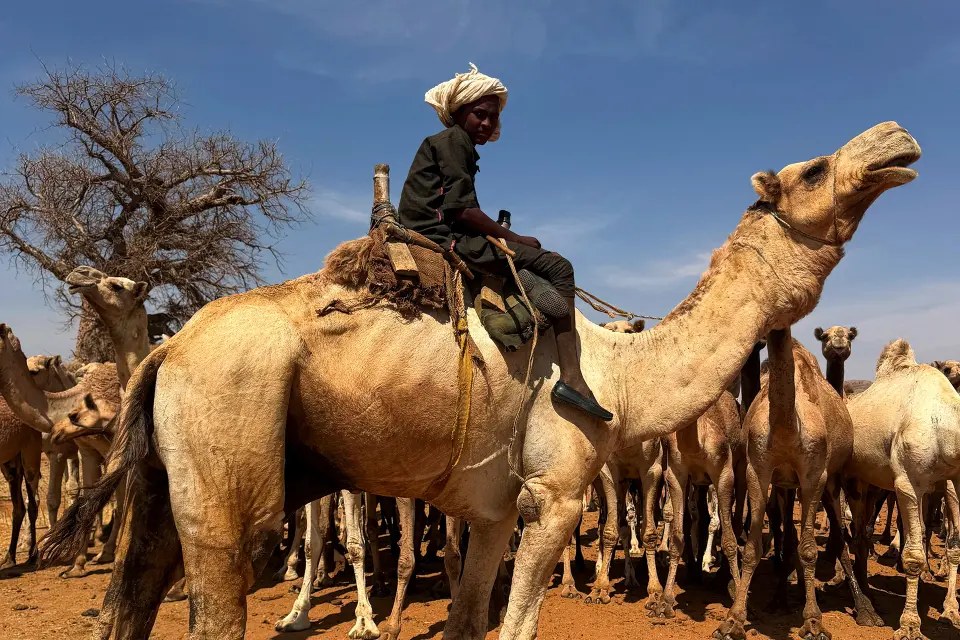 "الآن حدنا الأبيّض".. الأرض تضيق ببدو السودان بسبب الحرب
