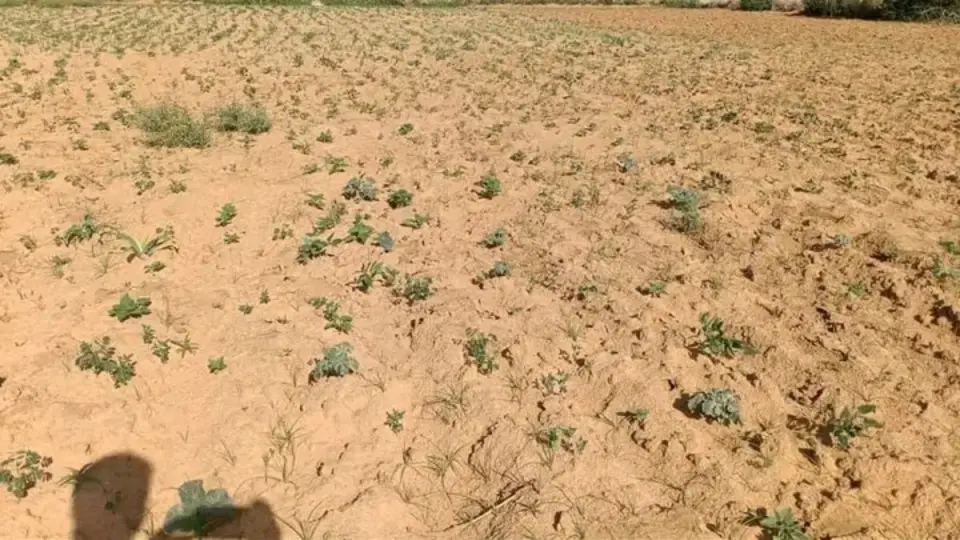 الجفاف يضرب "سلال غذاء" السودان.. ويهدد العصيدة والكسرة