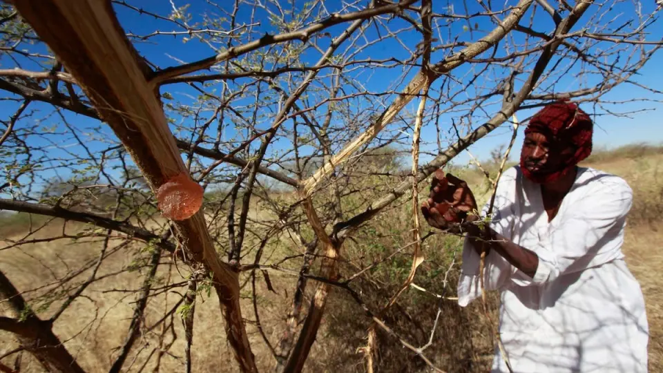 لغز "الذهب الأبيض" في السودان.. شحنات الصمغ تختفي