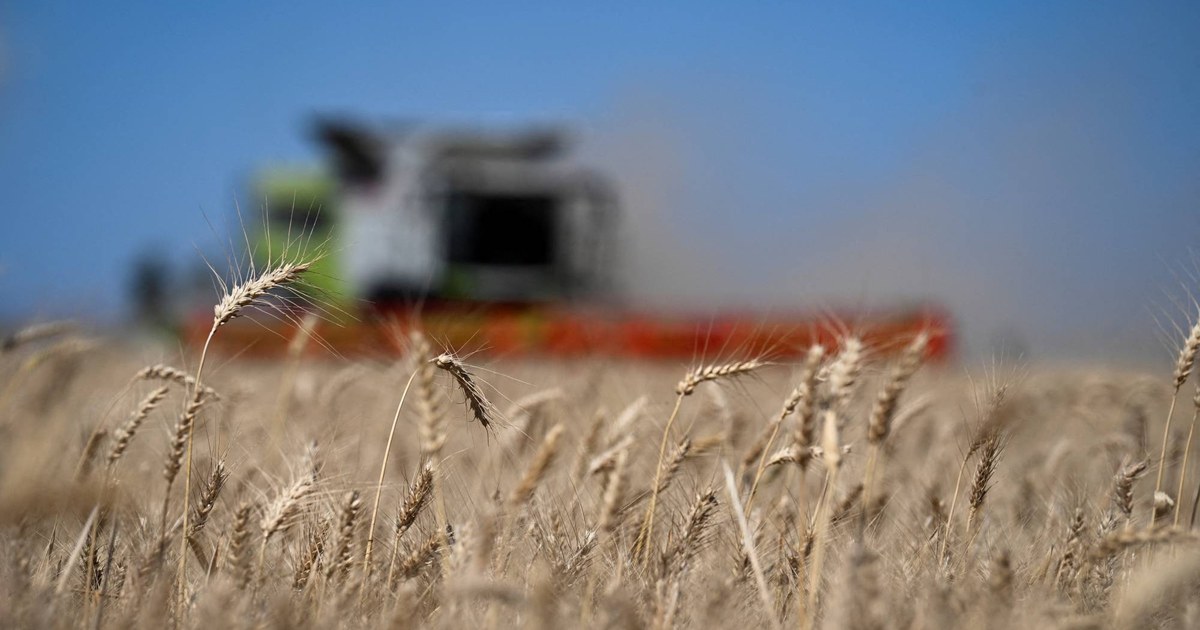 أزمة أسمدة عالمية... كيف تهدد الحرب حصاد الحبوب في العام المقبل؟